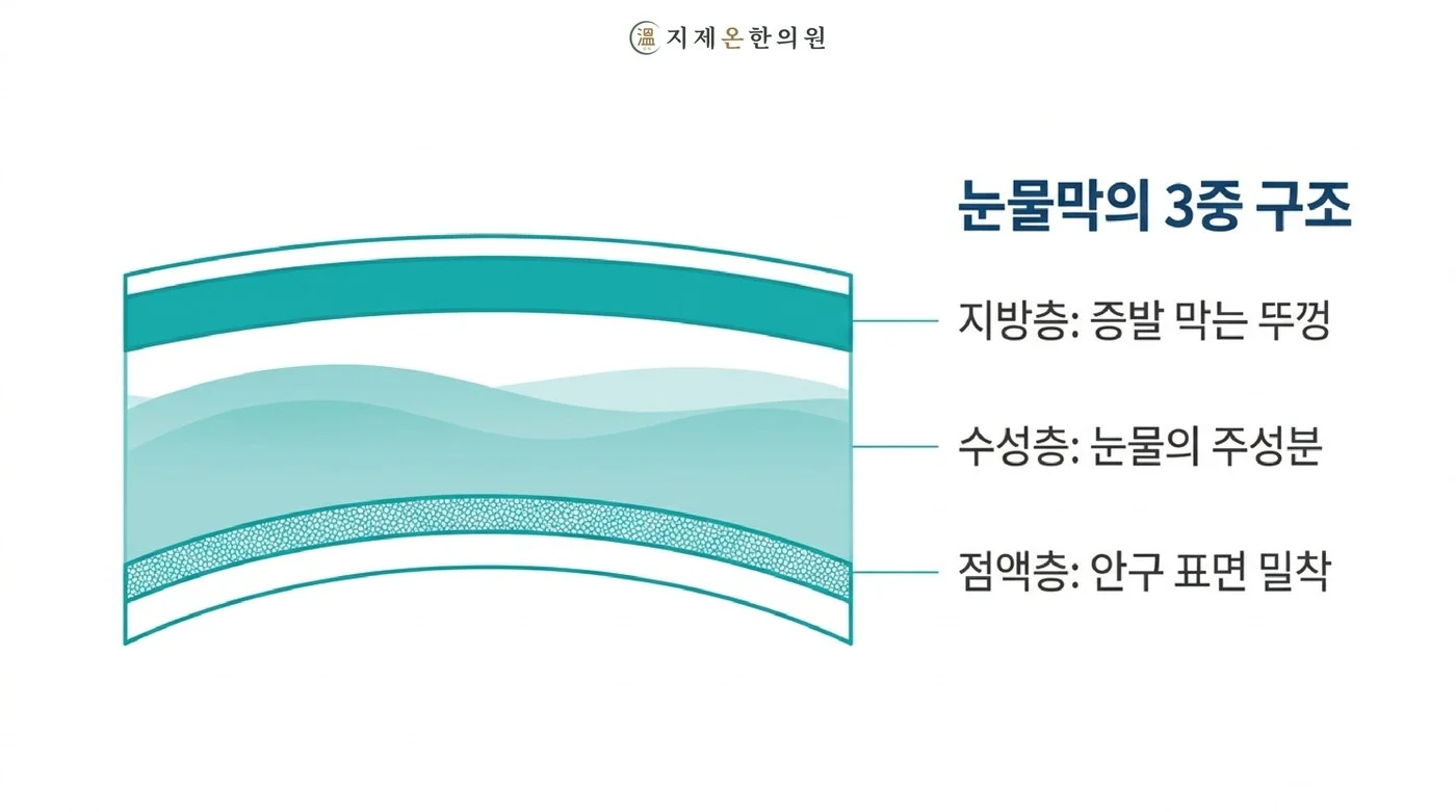 증발을 막는 뚜껑 역할의 지방층, 눈물의 주성분인 수성층, 안구 표면에 밀착시키는 점액층으로 이루어진 눈물막 구조