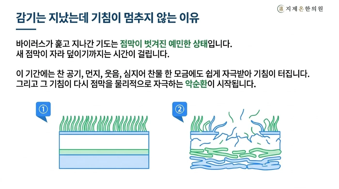 바이러스가 지나간 뒤에도 점막이 벗겨져 예민해진 기도와 기침이 기침을 부르는 악순환