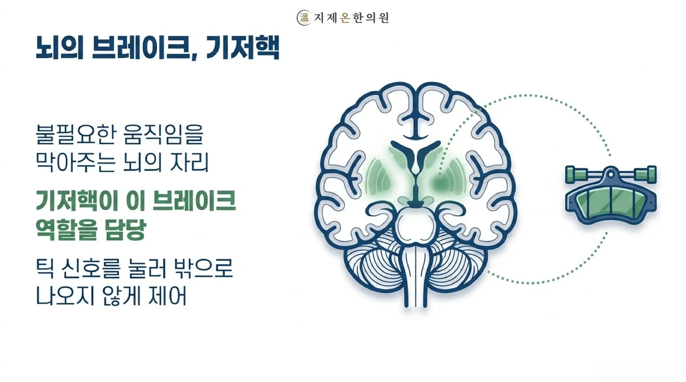 불필요한 움직임을 막아 주는 뇌의 기저핵이 틱 신호를 눌러 밖으로 나오지 않게 제어하는 역할