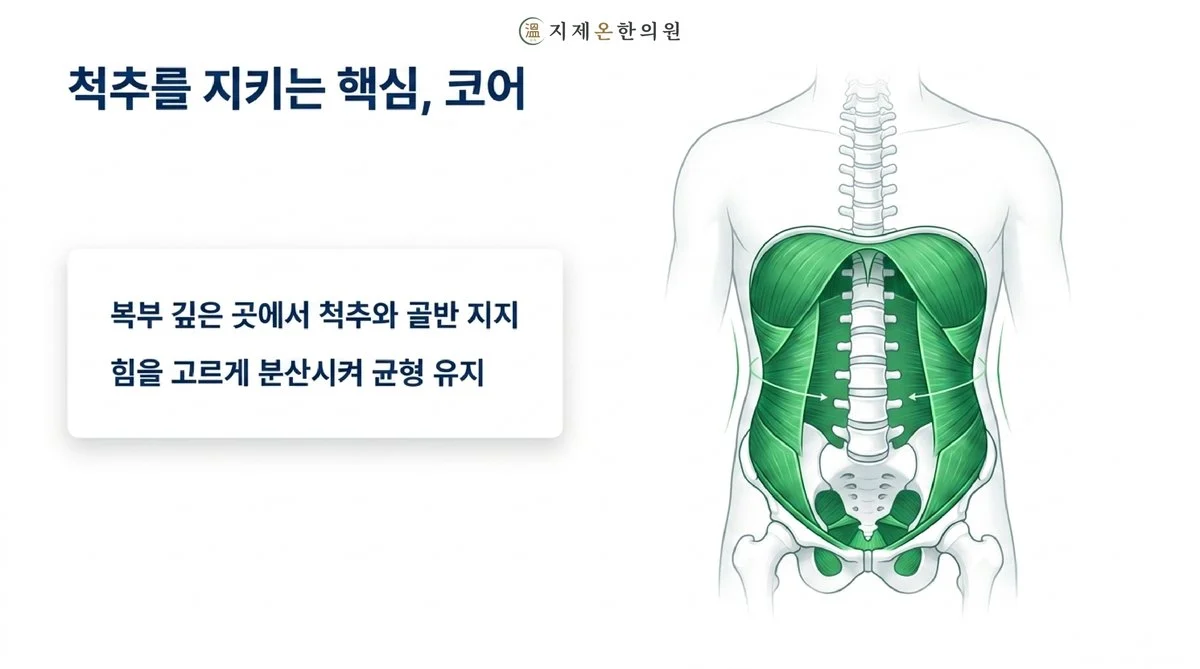 척추를 지키는 핵심, 코어 - 복부 깊은 곳에서 척추와 골반을 지지하고 힘을 고르게 분산시켜 균형 유지