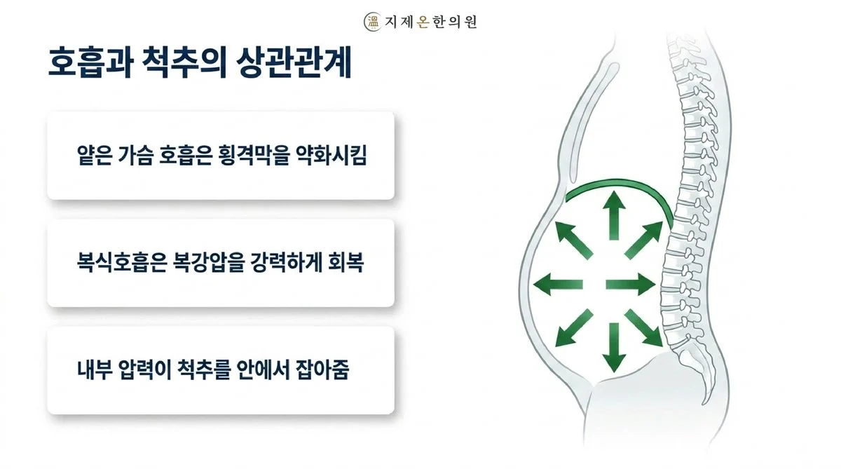 호흡과 척추의 상관관계 - 얕은 가슴 호흡은 횡격막을 약화시키고, 복식호흡은 복강압을 강력하게 회복시키며, 내부 압력이 척추를 안에서 잡아줍니다