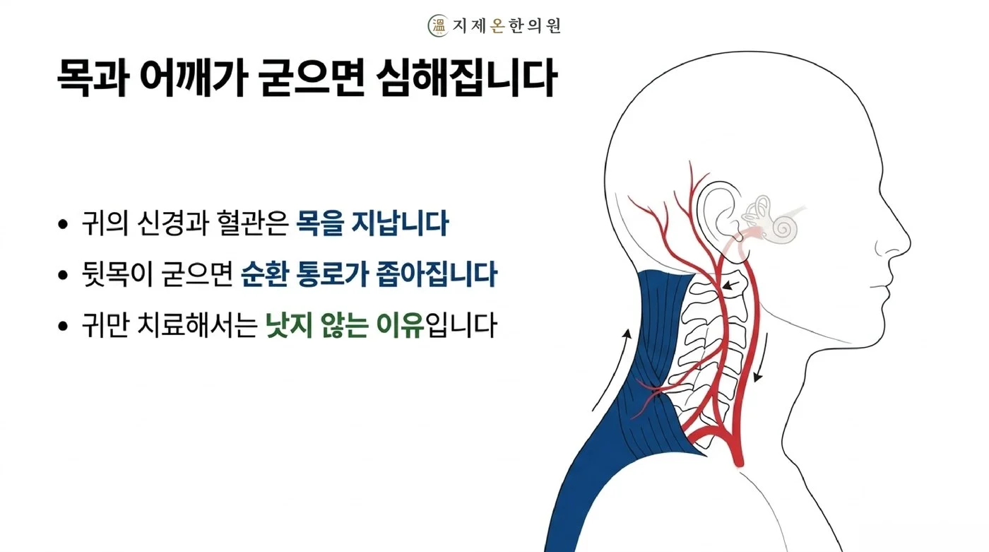 귀의 신경과 혈관이 지나는 목이 굳으면 순환 통로가 좁아져 이명이 심해지는 구조